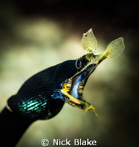Ribbon Eel. Komodo, Indonesia by Nick Blake 